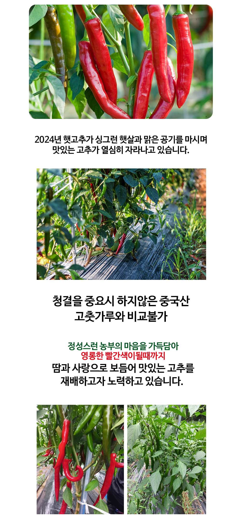 고추가루상세페이지-01.png