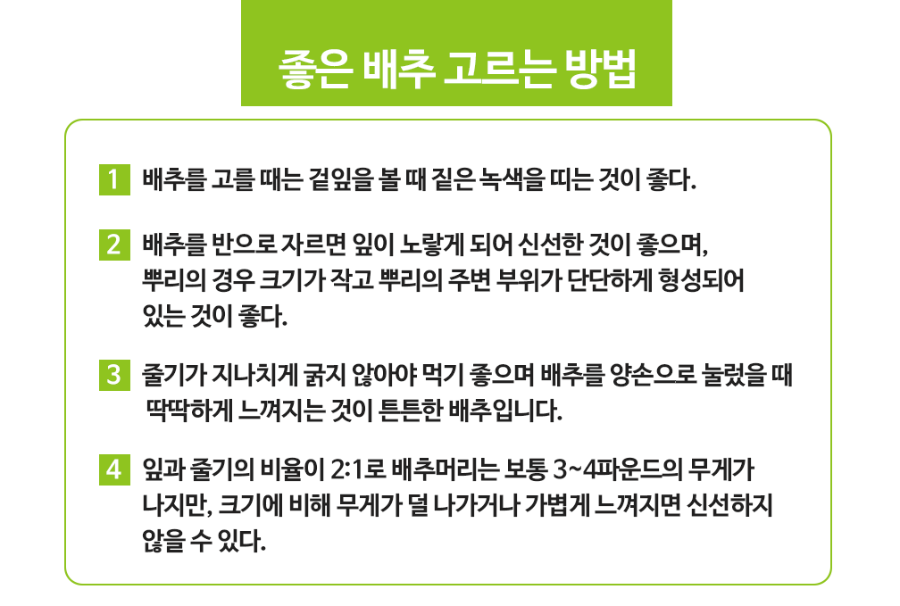 좋은배추고르는법.png